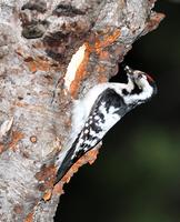 쇠오색딱다구리 (Lesser Spotted Woodpecker)