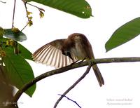 Yellow-vented Bulbul