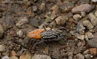 crab