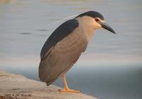 Black-Crowned Night Heron Nycticorax nycticorax 해오라기