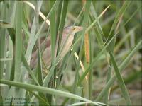 Chinese Little Bittern Lyxobrychus sinensis 덤불해오라기