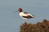 Red-necked Avocet