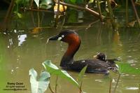 Little Grebe