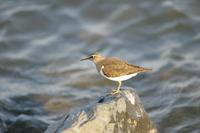 깝짝도요(Tringa hypoleucos) (Common Sandpiper)