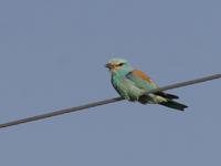 Roller (Coracias garrulus)