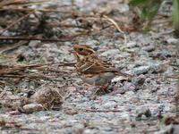 Rustic Bunting (Emberiza rustica)