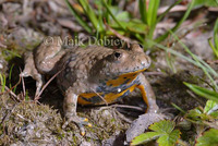 : Bombina variegata; Yellow-bellied Toad