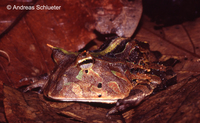 : Ceratophrys cornuta; Surinam Horned Frog