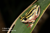 : Hyperolius marmoratus taeniatus; Painted Reed Frog