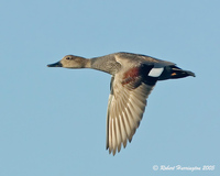 : Anas strepera; Gadwall