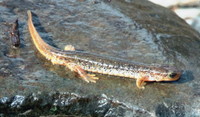 : Rhyacotriton cascadae; Cascade Torrent Salamander