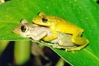 : Scinax sp.