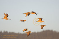 : Limosa fedoa; Marbled Godwit