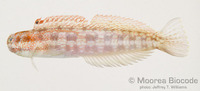 : Blenniella gibbifrons