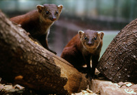 : Galidia elegans; Malagasy Ring-tailed Mongoose