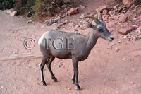 : Ovis canadensis nelsoni; Desert Bighorn Sheep