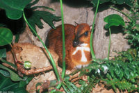 : Tragulus napu; Larger Malay Chevrotain (a.k.a. Mouse Deer)