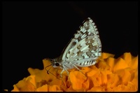 : Pyrgus communis; Checkered Skipper butterfly