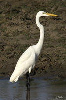 Ardea alba   Great Egret photo