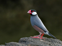 Java Sparrow Scientific name - Padda oryzivora