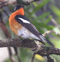 Mugimaki Flycatcher by Adrian O'Neill