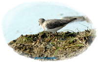 흰꼬리좀도요 [Temminck's stint]
