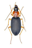 ルリヒラタゴミムシ 1 ex. Dicranoncus femoralis