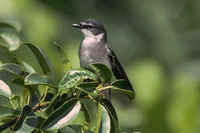 Ryukyu Minivet,