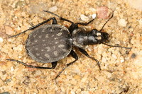 Graphipterus serrator