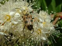 Judolia cerambyciformis