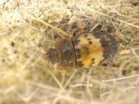 Omosita discoidea