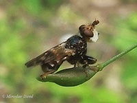 Myopa buccata
