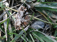 Xanthorhoe biriviata - Balsam Carpet