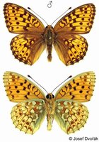 Argynnis niobe - Niobe Fritillary