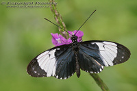 Heliconius cydno galanthus