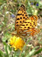 Issoria lathonia - Queen of Spain Fritillary