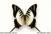 Graphium euphrates