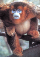 Golden snub-nosed monkey (Rhinopithecus roxellana)