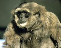 Silvery Javan gibbon (Hylobates moloch)