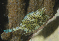 Acanthostracion quadricornis, Scrawled cowfish: fisheries, aquarium