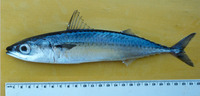 Scomber japonicus, Chub mackerel: fisheries, aquaculture, gamefish, bait