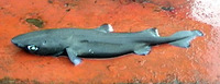 Centroscyllium nigrum, Combtooth dogfish: