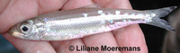 Stolothrissa tanganicae, Lake Tanganyika sprat: fisheries