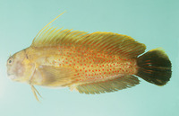 Cirripectes chelomatus, Lady Musgrave blenny: aquarium