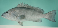 Epinephelus polylepis, Smallscaled grouper: fisheries