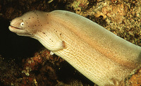 Gymnothorax griseus, Geometric moray: