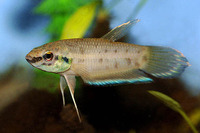 Betta taeniata, Borneo betta: aquarium