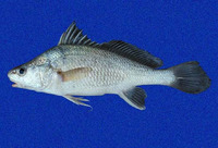 Ophioscion typicus, Point-nosed croaker:
