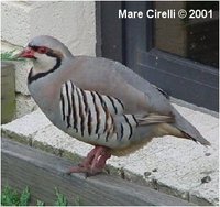 Chukar Partridge, Alectoris chukar