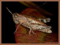 Pezotettix giornae